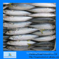 Frozen mackerel whole round for sale